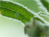 Grüner Zipfelfalter - Callophrys rubi - Ei 04 kND. Zu sehen ist ein Ei des Grünen Zipfelfalters (den man früher auch Brombeer-Zipfelfalter nannte). [Zuchtfoto]