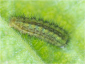 Grüner Zipfelfalter - Callophrys rubi - Raupe 01 kND. Durch ihre Färbung ist die Raupe des Grünen Zipfelfalters (den man früher auch Brombeer-Zipfelfalter nannte) gut getarnt. [Zuchtfoto]