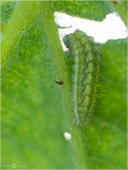 Grüner Zipfelfalter - Callophrys rubi - Raupe 02 kND. Hier hat die Raupe des Grünen Zipfelfalters (den man früher auch Brombeer-Zipfelfalter nannte) ein Loch in das Blatt gefressen. [Zuchtfoto]