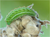 Grüner Zipfelfalter - Callophrys rubi - Raupe 03 kND. Raupe des Grünen Zipfelfalters (den man früher auch Brombeer-Zipfelfalter nannte). [Zuchtfoto]