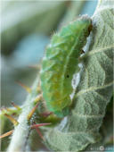 Grüner Zipfelfalter - Callophrys rubi - Raupe 05 kND. Durch ihre Färbung und Streifen ist die Raupe des Grünen Zipfelfalters (den man früher auch Brombeer-Zipfelfalter nannte) gut getarnt. [Zuchtfoto]