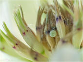 Hauhechel-Bläuling - Polyommatus icarus - Ei 02 kND. Zu sehen ist ein Ei des Hauhechel-Bläiling (auch Gemeiner Bläuling) an der Blüte des Weißklee.