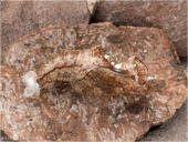 Kaisermantel - Argynnis paphia - Puppe 01 kND. Diese Puppe des Kaisermantel aus einer Zucht habe ich auf einem Stein bgelichtet. [Zuchtfoto]