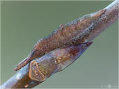 Kleiner Schillerfalter - Apatura ilia - Raupe 03 kND. Gerne überwintern die Raupen vom Kleinen Schillerfalter an Ästchen der Zitterpappel. Dort verstecken sie sich gerne bei jungen Knospen und sind so sehr gute getarnt. [Zuchtfoto]