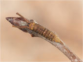 Kleiner Schillerfalter - Apatura ilia - Raupe 06 kND. Auch an den Enden der jungen Ästchen der Zitterpappeln kann man die Raupe des Kleinen Schillerfalters bei der Überwinterung entdecken. [Zuchtfoto]