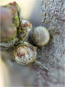 Kleiner Schlehen-Zipfelfalter - Satyrium acaciae - Ei 02 kND. Zu sehen ist ein relativ extremes Stack von einem Ei des Kleinen Schlehen-Zipfelfalters und einer kleinen Knospe der Schlehe. [Zuchtfoto]