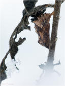 Landkärtchenfalter - Araschnia levana f. prorsa - Puppe 02 kND. Der Landkärtchenfalter (auch nur Landkärtchen genannt) überwintert als Puppe. [Zuchtfoto]