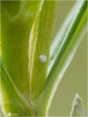 Lungenenzian-Ameisenbläuling - Phengaris alcon Ei 03. Zu sehen ist ein Ei des Lungenenzian-Ameisenbläulings (auch Kleiner Moorbläuling oder wissenschaftlich Maculinea alcon genannt). Die Weibchen legen die Eier wie hier an Lungen-Enzian (Gentiana pneumonanthe) oder Schwalbenwurz-Enzian (Gentiana asclepiadea) ab. Dort fressen dann die Raupen und entwickeln sich anschließend wie alle Ameisenbläulingsarten im Ameisenbau weiter bis zur Verpuppung.