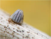 Mittlere Perlmutterfalter - Argynnis niobe - Ei 01 kND. Zu sehen ist ein Ei des seltenen Mittleren Perlmutterfalters. Er legt sene Eier in der Nähe verschiedener Veilchenarten ab. [Zuchtfoto]
