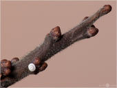 Nierenfleck-Zipfelfalter - Thecla betulae - Ei 01 kND. Der Nierenfleck-Zipfelfalter (auch Birken-Zipfelfalter genannt) legt seine Eier z.B. an Schlehe ab. Da die Schlehe recht dunkel ist lassen sich die Eier an ihr im Winter gut finden. [Zuchtfoto]
