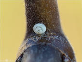 Nierenfleck-Zipfelfalter - Thecla betulae - Ei 02 kND. Sehr häufig legt das Weibchen des Nierenfleck-Zipfelfalters (auch Birken-Zipfelfalter genannt) die Eier in kleinen Astgabeln oder neben Knospen ab. [Zuchtfoto]