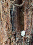 Nierenfleck-Zipfelfalter - Thecla betulae - Ei 05 kND. Der Nierenfleck-Zipfelfalter (auch Birken-Zipfelfalter genannt) legt ab und zu auch mal ein Ei in Wunden von den jeweiligen Pflanzen ab. [Zuchtfoto]