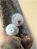 Nierenfleck-Zipfelfalter - Thecla betulae und Weißdorneule - Allophyes oxyacanthae - Ei 01 kND. Hier kann man zwei Eier unterschiedlicher Schmetterlinge nebeneinander sehen. Unten im Bild das Ei des Nierenfleck-Zipfelfalters (auch Birken-Zipfelfalter genannt) und oben das der Weißdorneule. [Zuchtfoto]