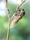Schwalbenschwanz - Papilio machaon - Puppe 02 kND. Hier ist zu sehen wie der Schwalbenschwanz gerade aus seiner Puppenhülle schlüpft. [Zuchtfoto]