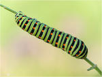 Schwalbenschwanz - Papilio machaon - Raupe 01 kND