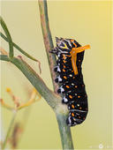 Schwalbenschwanz - Papilio machaon - Raupe 06 kND. Auf dem Foto ist eine Raupe vom Schwalbenschwanz in der dunklen Variante zu sehen mit ausgestülptem Osmaterium. [Zuchtfoto]