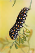 Schwalbenschwanz - Papilio machaon - Raupe 07 kND. Zu sehen ist eine Raupe vom Schwalbenschwanz in der schwarzen Variante. [Zuchfoto]