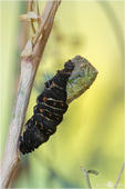 Schwalbenschwanz - Papilio machaon - Raupe 09 kND. Halb Raupe, halb Puppe. Zu sehen ist eine Raupe vom Schwalbenschwanz bei der letzten Häutung zur Puppe. [Zuchfoto]
