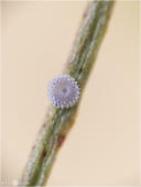 Silbergrüner Bläuling - Polyommatus coridon - Ei 01 kND. Die Eier des Silbergrünen Bläulings überwintern und erst im Frühjahr schlüpt die Jungraupe aus dem Ei. Dieses Ei fand ich im Winter 2013-2014 an einem Stängel des Hufeisenklees der auch als Futterpflanze für die Raupe dient. [Zuchtfoto]