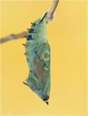 Tagpfauenauge - Nymphalis io - Puppe 03 kND. Bei dieser Puppe des Tagpfauenauge kann man bereits die Flügel des Falters durchschimmern sehen. [Zuchtfoto]