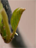 Zitronenfalter - Gonepteryx rhamni - Ei 02. Zu sehen ist ein recht frisches Ei des Zitronenfalters an Faulbaum.