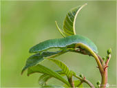 Zitronenfalter - Gonepteryx rhamni - Raupe 02 kND. Eine Raupe des Zitronenfalters auf einem Faulbaum. [Zuchtfoto]