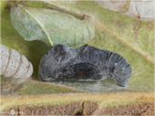 Zürgelbaum-Schnauzenfalter - Libythea celtis 01 - Puppe kND. Zu sehen sind zwei leere Puppenhüllen sowie eine Puppe kurz vor dem Schlupf des Zürgelbaum-Schnauzenfalters den man auch nur Zürgelbaumfalter nennt. [Zuchtfalter]