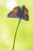 Violetter Feuerfalter - Lycaena alciphron 04 kND. Zu sehen ist ein männlicher Violetter Feuerfalter mit geöffneten Flügeln.