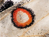 Roter Apollo - Parnassius apollo 04 kND. Das markante rote Auge des Roten Apollos (auch Roter Apollofalter genannt) im Detail.