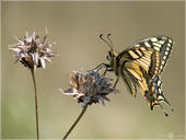 Schwalbenschwanz - Papilio machaon 03. Ein Schwalbenschwanz beim mittaglichen Sonnenbad im Kaiserstuhl.