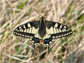 Schwalbenschwanz - Papilio machaon 04. Ein Schwalbenschwanz mit geöffneten Flügeln. Gesehen und fotografiert in Heppenheim.