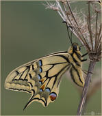 Schwalbenschwanz - Papilio machaon 05. Der Schwalbenschwanz gehört für mich nach wie vor zu unseren schönsten Tagfaltern in Deutschland.