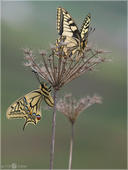 Schwalbenschwanz - Papilio machaon 06. Auf diesem Foto hat das Männchen des Schwalbenschwanz seine Flügel zur Drohung aufgeklappt. Dies machen sie manchmal wenn sie sich durch mögliche Angreifer bedroht fühlen.