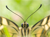 Schwalbenschwanz - Papilio machaon 09. Ein Detail vom Schwalbenschwanz bei dem der Fokus auf den Augen liegt.