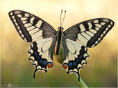 Schwalbenschwanz - Papilio machaon 11 kND. Hier zeige ich einen Schwalbenschwanz mit geöffneten Flügeln den ich in Italien gefunden und abgelichtet habe.