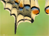 Schwalbenschwanz - Papilio machaon 12. Dieser Flügelverlängerung verdankt der Schwalbenschwanz seinen Namen.