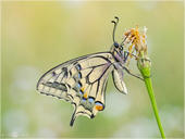 Schwalbenschwanz - Papilio machaon 14 kND. Die klassische Ansicht des Schwalbenschwanz mit geschlossenen Flügeln.