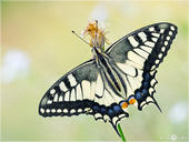 Schwalbenschwanz - Papilio machaon 17 kND. Noch eine Aufnahme vom Schwalbenschwanz mit geöffneten Flügeln aus Italien.