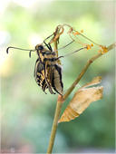 Schwalbenschwanz - Papilio machaon 22 kND. Zu sehen ist ein frisch geschlüpfter Schwalbenschwanz aus einer Zucht neben seiner Puppenhülle. [Zuchtfoto]