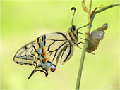 Schwalbenschwanz - Papilio machaon 23 kND. Auf dieser Aufnahme kann man ein frisch geschlüpten Schwalbenschwanz mit bereits ausgehärteten Flügeln neben seiner Puppenhülle kurz vor dem Jungfernflug sehen. [Zuchtfoto]