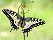 Schwalbenschwanz - Papilio machaon 24 kND. Ein Schwalbenschwanz mit geöffneten Flügeln vor meiner Wildblütenwiese. [Zuchtfoto]