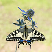 Schwalbenschwanz - Papilio machaon 26 kND. Bei dieser Aufnahme vom Schwalbenschwanz habe ich mich bewusst für einen Schnitt von 1 zu 1 entschieden.