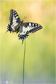 Schwalbenschwanz - Papilio machaon 31 kND. Bei diesem weiblichen Schwalbenschwanz waren die Flügel auf der linken Seite ein wenig verkümmerter als die auf der rechten Seite. Außerdem war der Rotanteil höher als gewöhnlich. [Zuchtfalter]
