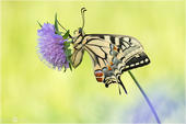Schwalbenschwanz - Papilio machaon 32 kND. Auch in der Seitenansicht kann man den höheren Rotanteil und die kleineren Flügel des weiblichen Schwalbenschwanzes gut erkennen. [Zuchtfalter]