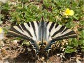 Segelfalter - Iphiclides podalirius 01. Zu sehen ist ein Segelfalter mit geöffneten Flügeln.