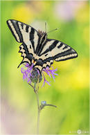 Südlicher Schwalbenschwanz - Papilio alexanor 01 kND. Ich hatte die Gelegenheit einen südlichen Schwalbenschwanz, auch Alexanor Schwalbenschwanz oder nur Alexanor genannt, zu fotografieren. Für mich einfach ein wunderschöner Schmetterling. [Zuchtfalter]