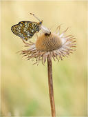 Flockenblumen-Scheckenfalter - Melitaea phoebe 04. Ich mag es wenn sich Tagfalter solch Ansitze für die Nacht aussuchen. Hier ein Flockenblumen-Scheckenfalter.