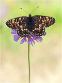 Flockenblumen-Scheckenfalter - Melitaea phoebe 08 kND. Ein sehr dunkel gezeichneter Flockenblumen-Scheckenfalter mit geöffneten Flügeln.