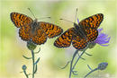 Flockenblumen-Scheckenfalter - Melitaea phoebe 10 kND. Auf der Aufnahme sind Weibchen (links) und Männchen (rechts) vom Flockenblumen Scheckenfalter (Melitaea phoebe) mit geöffneten Flügeln zu sehen. [Zuchtfoto] kND