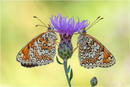 Flockenblumen-Scheckenfalter - Melitaea phoebe 11 kND. Zu sehen sind Männchen und Weibchen des Flockenblumen Scheckenfalters (Melitaea phoebe) mit geschlossenen Flügeln. [Zuchtfoto] kND